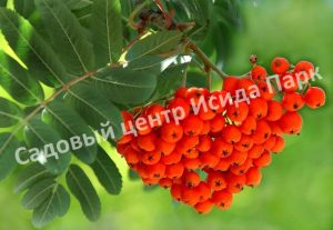 Рябина Сказочная