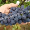 Виноград Альфа 2