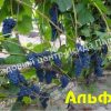 Виноград Альфа 4