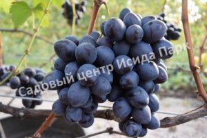 Виноград Махаон
