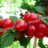 Вишня войлочная Урожайная 4