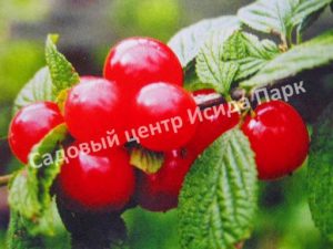 Вишня войлочная Восторг