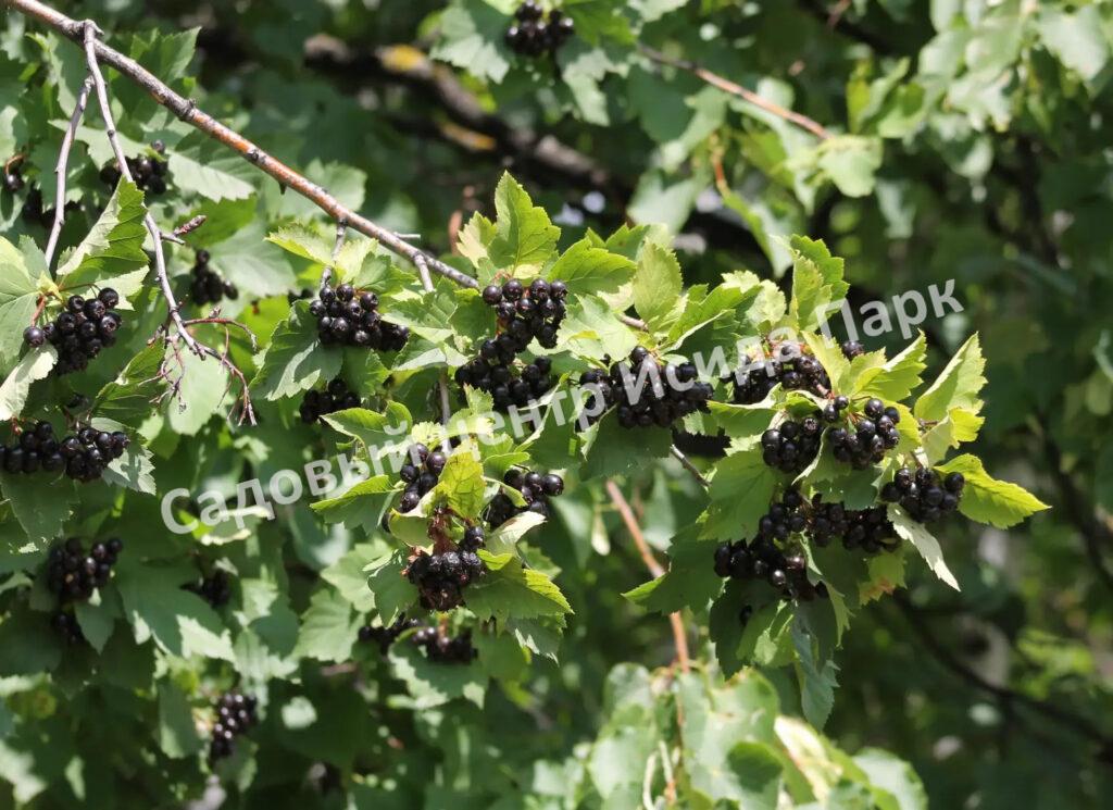 Боярышник Зеленомясый Зелёномякотный (Crataégus chlorosárca) Боярышник Зеленомясый Зелёномякотный (Crataégus chlorosárca)