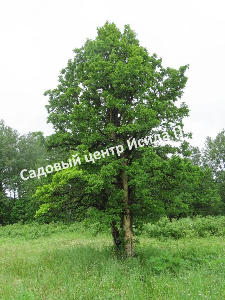 Боярышник Зеленомясый Зелёномякотный (Crataégus chlorosárca) Боярышник Зеленомясый Зелёномякотный (Crataégus chlorosárca)