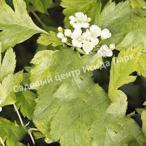 Боярышник Зеленомясый Зелёномякотный (Crataégus chlorosárca) Боярышник Зеленомясый Зелёномякотный (Crataégus chlorosárca)