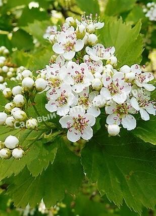 Боярышник Зеленомясый Зелёномякотный (Crataégus chlorosárca) Боярышник Зеленомясый Зелёномякотный (Crataégus chlorosárca)