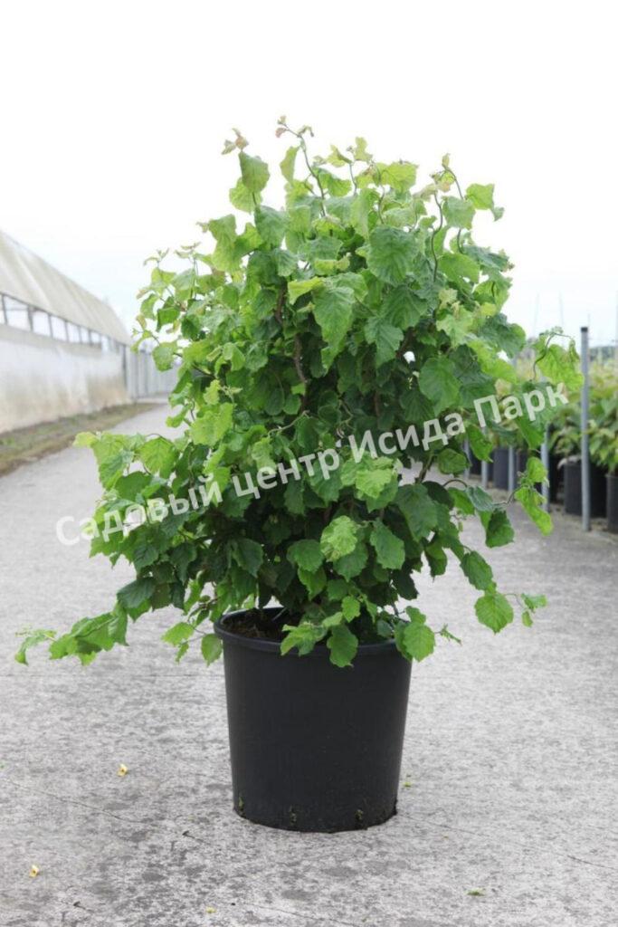 Лещина обыкновенная Твистер (Twister) Лещина обыкновенная Твистер (Twister)