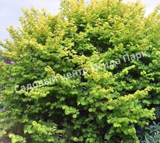 Лещина Ауреа (Aurea) Лещина Ауреа (Aurea)