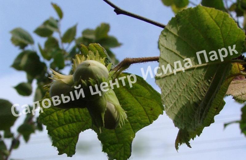 Лещина обыкновенная Аурея (Aurea) Лещина обыкновенная Аурея (Aurea)