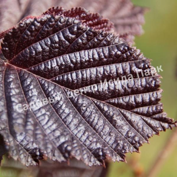 Лещина обыкновенная Энни Ред Дварф (Anny’s Red Dwarf) Лещина обыкновенная Энни Ред Дварф (Anny’s Red Dwarf)