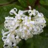 Сирень гималайская Ауреовариегата (emodi Aureovariegata) 6