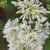 Сирень гималайская Ауреовариегата (emodi Aureovariegata) 7
