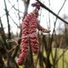 Лещина крупная Пурпуреа (large Purpurea) 6