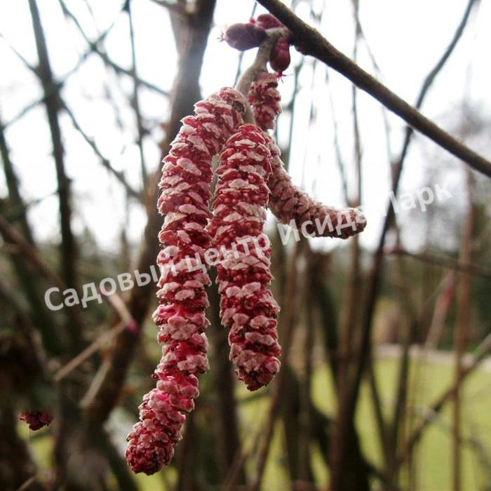 Лещина крупная Пурпуреа (large Purpurea) Лещина крупная Пурпуреа (large Purpurea)