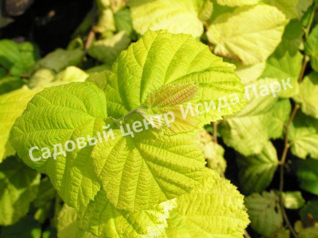 Лещина Ауреа (Aurea) Лещина Ауреа (Aurea)