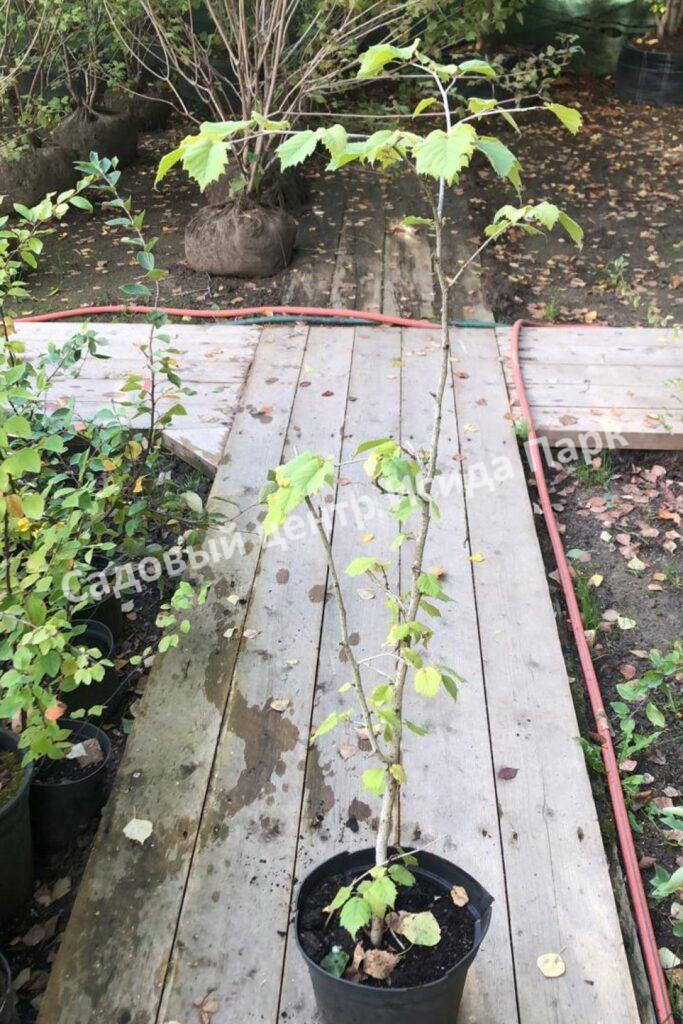 Лещина Ауреа (Aurea) Лещина Ауреа (Aurea)