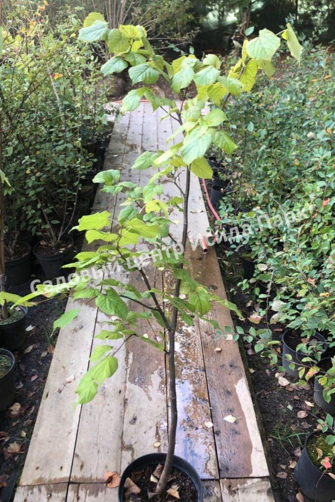 Лещина Ауреа (Aurea) Лещина Ауреа (Aurea)