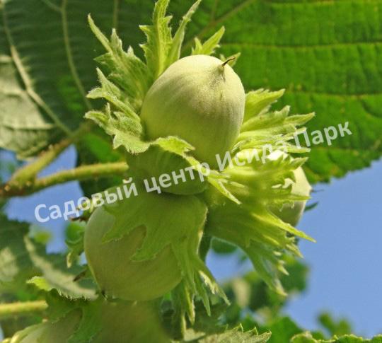 Лещина Ауреа (Aurea) Лещина Ауреа (Aurea)