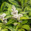 Сирень гималайская Ауреовариегата (emodi Aureovariegata) 5
