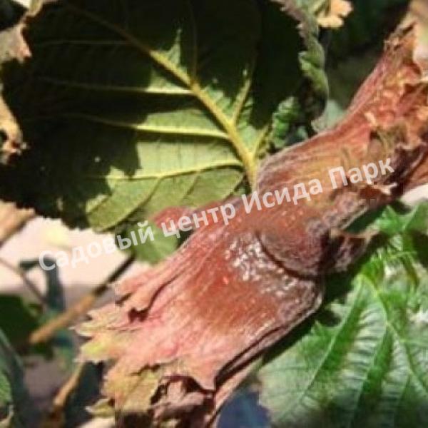 Лещина Фускорубра (Fuscorubra) Лещина Фускорубра (Fuscorubra)