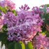 Сирень Карнавал (Syringa Karnaval) 3