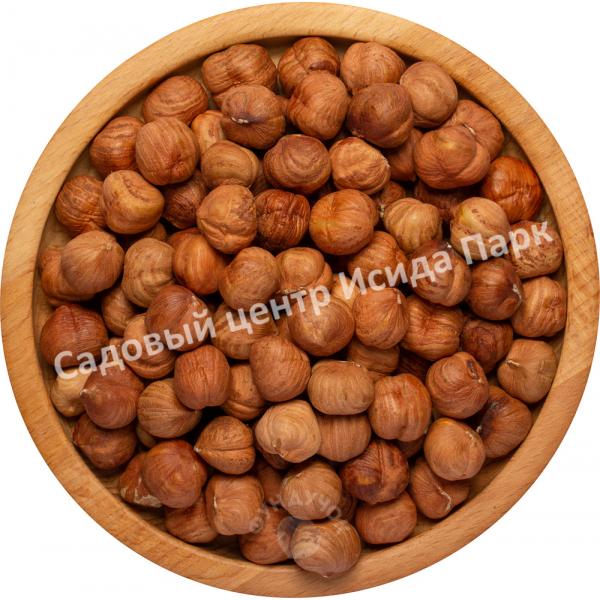 Лещина обыкновенная Пендула на штамбе (Pendula) Лещина обыкновенная Пендула на штамбе (Pendula)