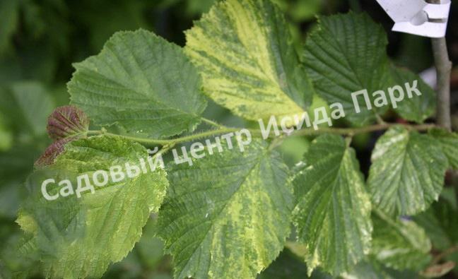 Лещина обыкновенная Агнешка (Agnieszka) Лещина обыкновенная Агнешка (Agnieszka)