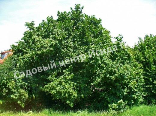 Лещина обыкновенная (Corylus avellana) Лещина обыкновенная (Corylus avellana)