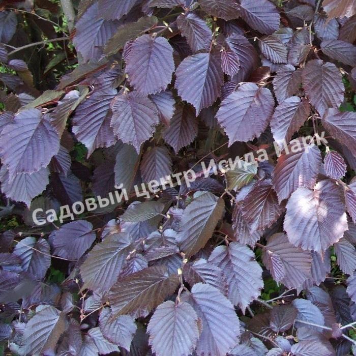 Лещина крупная Пурпуреа (large Purpurea) Лещина крупная Пурпуреа (large Purpurea)