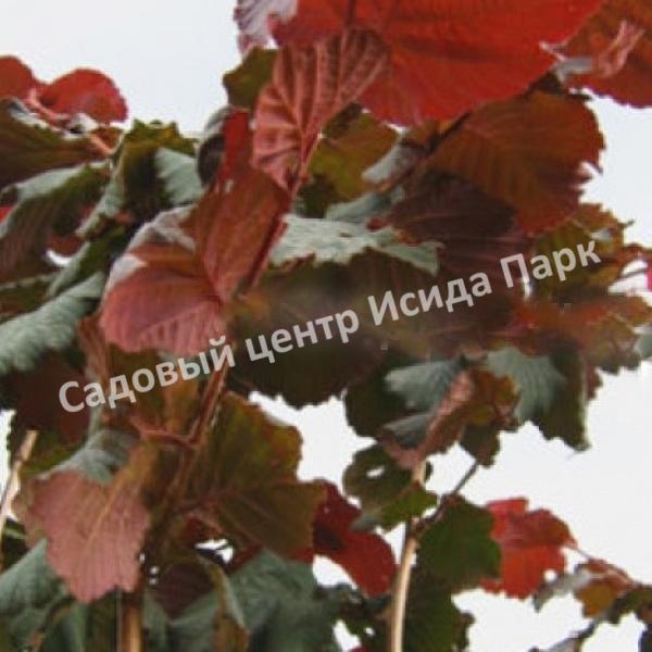 Лещина Фускорубра (Fuscorubra) Лещина Фускорубра (Fuscorubra)