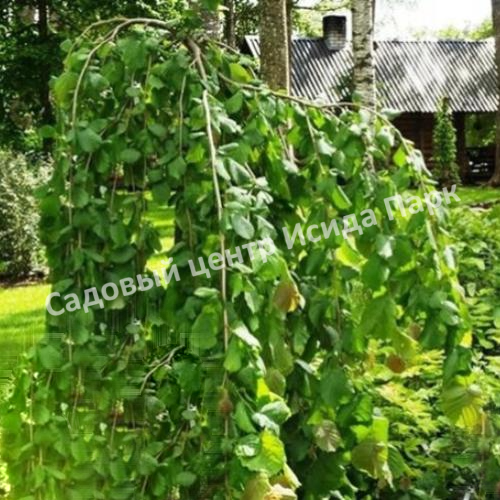 Лещина обыкновенная Пендула на штамбе (Pendula) Лещина обыкновенная Пендула на штамбе (Pendula)