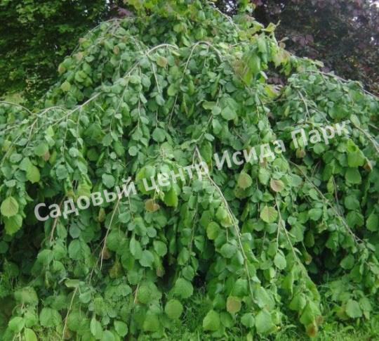 Лещина обыкновенная Пендула на штамбе (Pendula) Лещина обыкновенная Пендула на штамбе (Pendula)