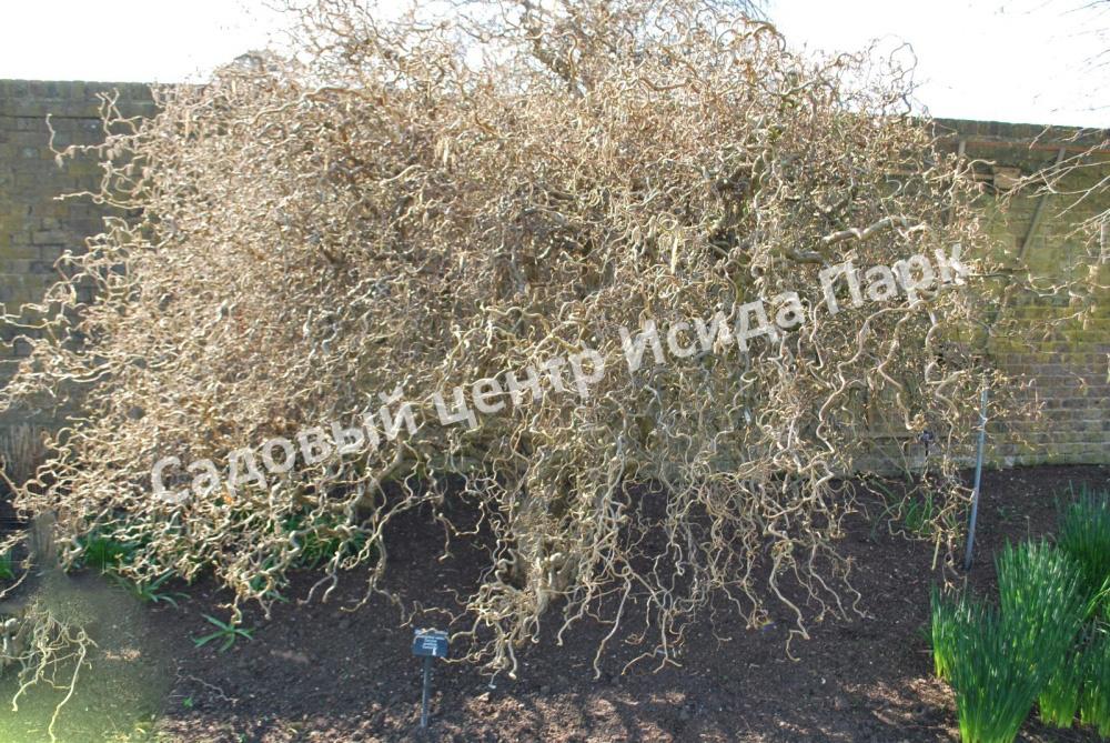 Лещина обыкновенная Твистер (Twister) Лещина обыкновенная Твистер (Twister)