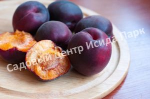 Абрикос Черный бархат