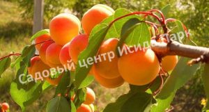 Абрикос Дионис