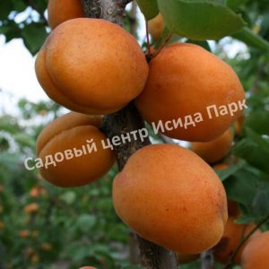 Абрикос Голд Рич
