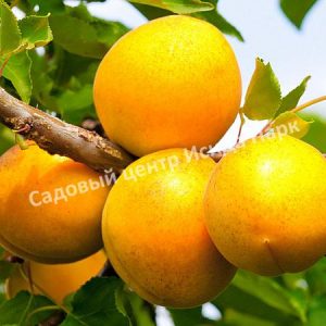 Абрикос Кичигинский