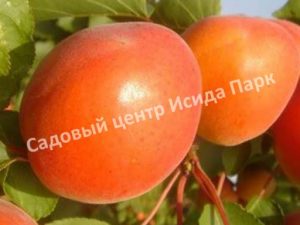 Абрикос Киото