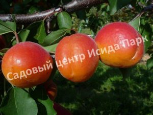 Абрикос Кулгат