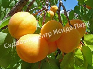 Абрикос Кумир