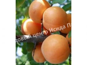 Абрикос Леголда