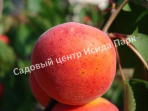 Абрикос Лучистый