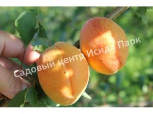 Абрикос Парнас