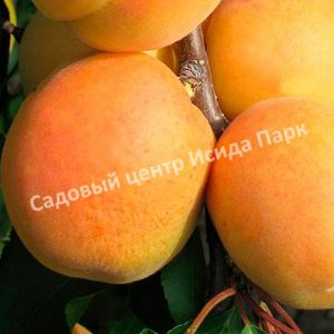 Абрикос Претендент