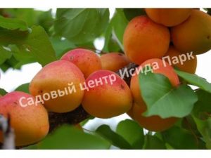 Абрикос Примая