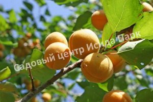 Абрикос Ранний Марусича