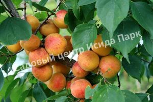 Абрикос Успех