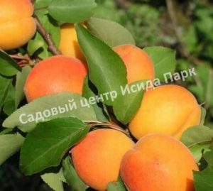 Абрикос Веньяминовский