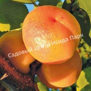 Абрикос Зоряный