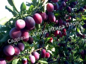 Алыча Бархатная